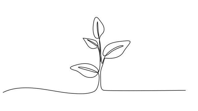 Sprout in the ground. One line drawing animation with alpha channel, growing tree  animation continuous one line drawing, Animated self drawing of continuous line draw of step of grow plant. Seeds