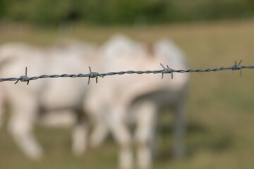 Close up of barbed wire fence with cows blurred in green meadow
