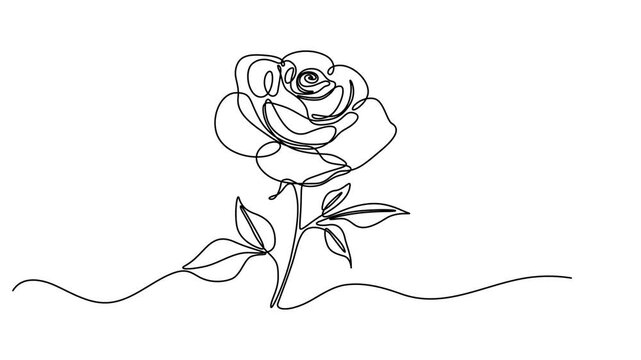 Animated self drawing of continuous line draw rose flower. Full length one line animation. 4K, Animated continuous single line drawing of roses flowers elegance motion, Self, drawing, animation