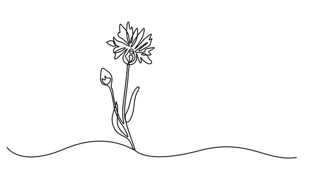 Abstract thorny flower thistle, milk thistle, silybum, Self drawing animation one continuous line draw, logo, Continuous one line drawing of beautiful wild flowers chamomile motion design. Single line