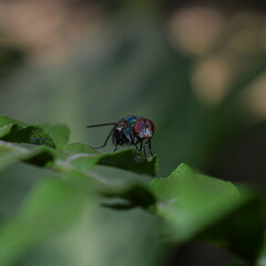 fly on leaf