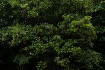 Green Trees by the River