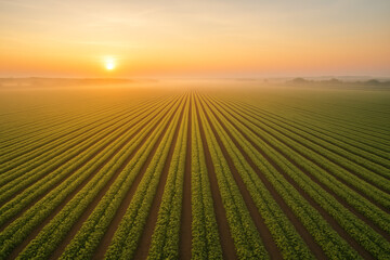 Expansive green fields at sunrise under a golden sky