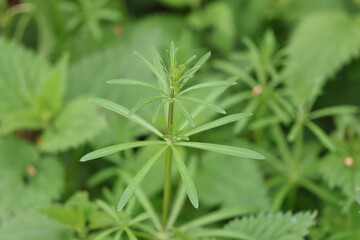 
Burdock bedstraw