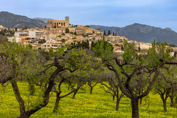 Almond tree grove in front of the village of Selva, located on a hill in front of the Serra de...