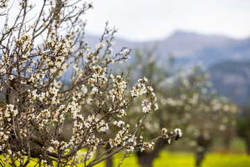 Blossoming almond trees in front of the Serra de Tramuntana mountains, Majorca, Mallorca, Balearic...