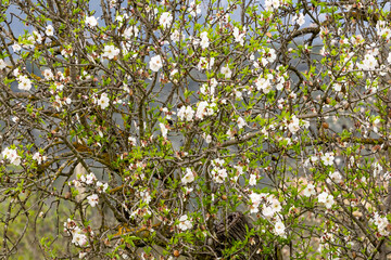 Blossoming almond tree in Majorca, Mallorca, Balearic Islands, Spain, Europe