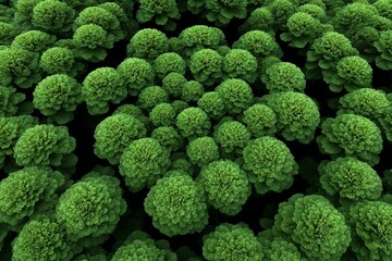 Lush greenery fills the landscape with vibrant rounded bushes in a dense formation during daylight