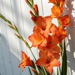 Bright orange gladiolus flowers illuminated by warm sunlight.

