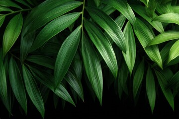 Obraz premium Lush green leaves arranged in an artistic display against a dark background highlighting natural beauty