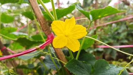 Vibrant Yellow Cucumber Flower Blooming in a Garden, Close-up, Nature Beauty