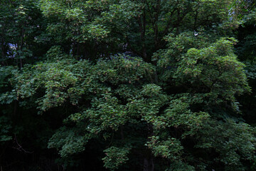 Some leaves and trees over the Liffey