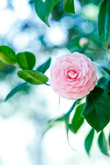 Beautiful Pink Camellia Flowers in Natural Light

