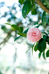 Beautiful Pink Camellia Flowers in Natural Light

