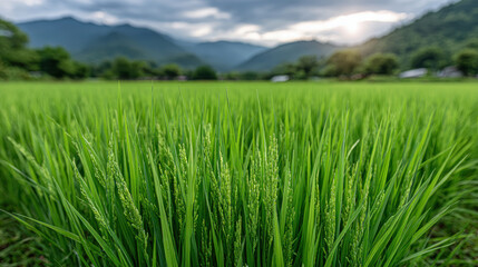 Obraz premium Sunset rice harvest in a lush green field worker amidst landscape capturing nature's beauty