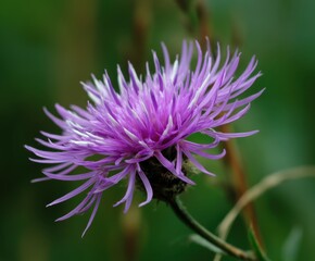 Spotted knapweed, Centaurea stoebe, in the wild