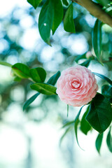 Beautiful Pink Camellia Flowers in Natural Light

