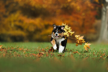 happy australian shepherd puppy running in the park with a branch of maple tree