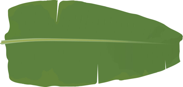 Fresh banana leaf illustration isolated on white background. Green banana leaf flat vector illustration.