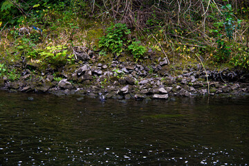 river in the woods