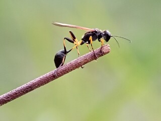Black Wasp on a Twig Macro Photography