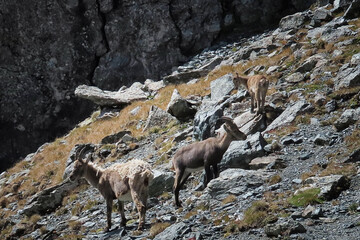 Stambecchi al pascolo sui sentieri delle Alpi  in Valle d'Aosta.