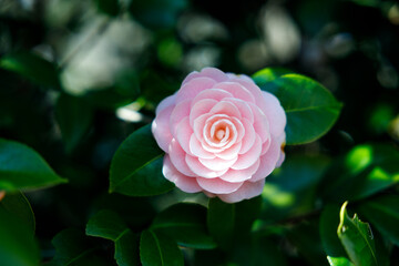 Beautiful Pink Camellia Flowers in Natural Light

