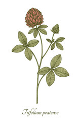 Red clover (Trifolium pratense) - vintage botanical illustration. Vector isolated on white background.