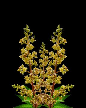 Mango Flower (Aam Mukul) &ndash; Tropical Mango Tree Blossom for Botanical and Agricultural Use mango flowers