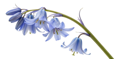 blue iris flowers