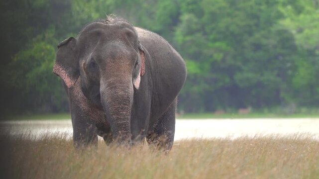 Slow motion cinematic footage of Sri Lankan elephant roaming freely across the open plain in Wilpattu national park Sri Lanka