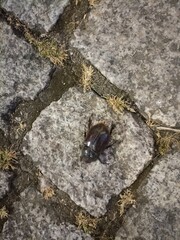 a dungbeetle