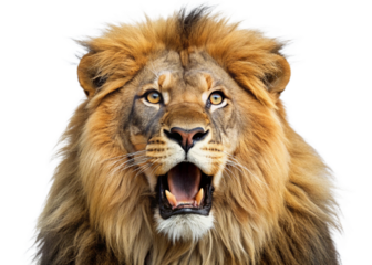 surprised lion head isolated on white background