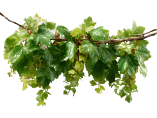 Adorable pink wool baby booties with knitted cuffs, clean layout and shadows, front view, isolated on transparent background