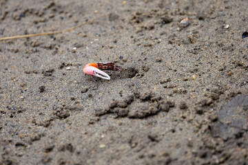 a pink clawed fiddler crab close up
