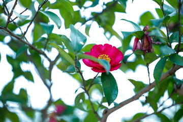 Bright Red Camellia Flower in Full Bloom on a Sunny Winter Day