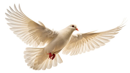 Obraz premium White Dove in Mid-Flight with Wings Spread