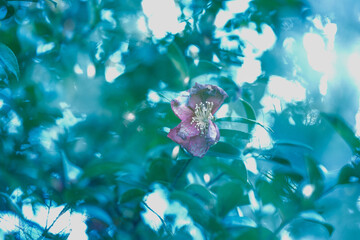 Fading Camellia with Dreamy Bokeh in Double Exposure

