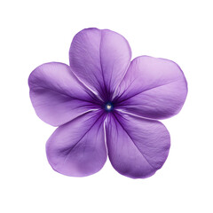 Obraz premium A single delicate purple five petaled flower with a dark center isolated on transparent background