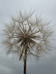 A beautiful close-up of a dandelion sprouting from dry soil, highlighting its sunlit petals that...