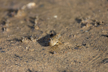 A mudskipper on land, close up 
