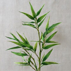 Bamboo Branch Still Life