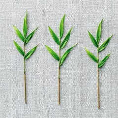 Bamboo Leaves Still Life