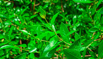 Beautiful green henna leaves (henna leaves)