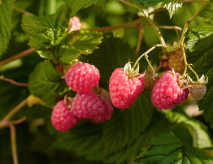 Close-up of ripening red raspberries on the vine.