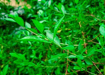 Beautiful green henna leaves (henna leaves)