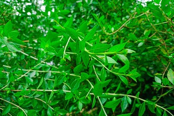 Beautiful green henna leaves (henna leaves)