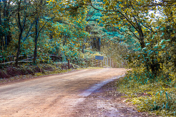 Footpath through the trees, road with red soil in Karura Forest