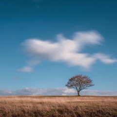 Obraz premium Action/Seasonal Change, Lonely Tree, Open Field, Photo, Natural Landscape, Wide Angle, Time-Lapse of Four Seasons