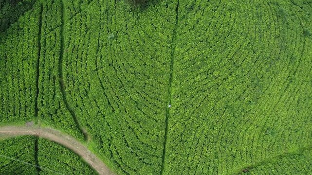 Sri Lanka Tea Estate Drone Video 